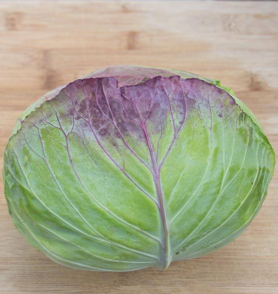 Chou Taiwan Cabbage, cultivar KY Cross, posé sur une planche de bois clair. La pomme large et aplatie est enveloppée de feuilles vertes aux nervures visibles. Une teinte pourpre marque le haut de la grande feuille extérieure et certaines nervures. Le chou remplit le centre de l’image, sur un fond de bois sans autre objet visible.