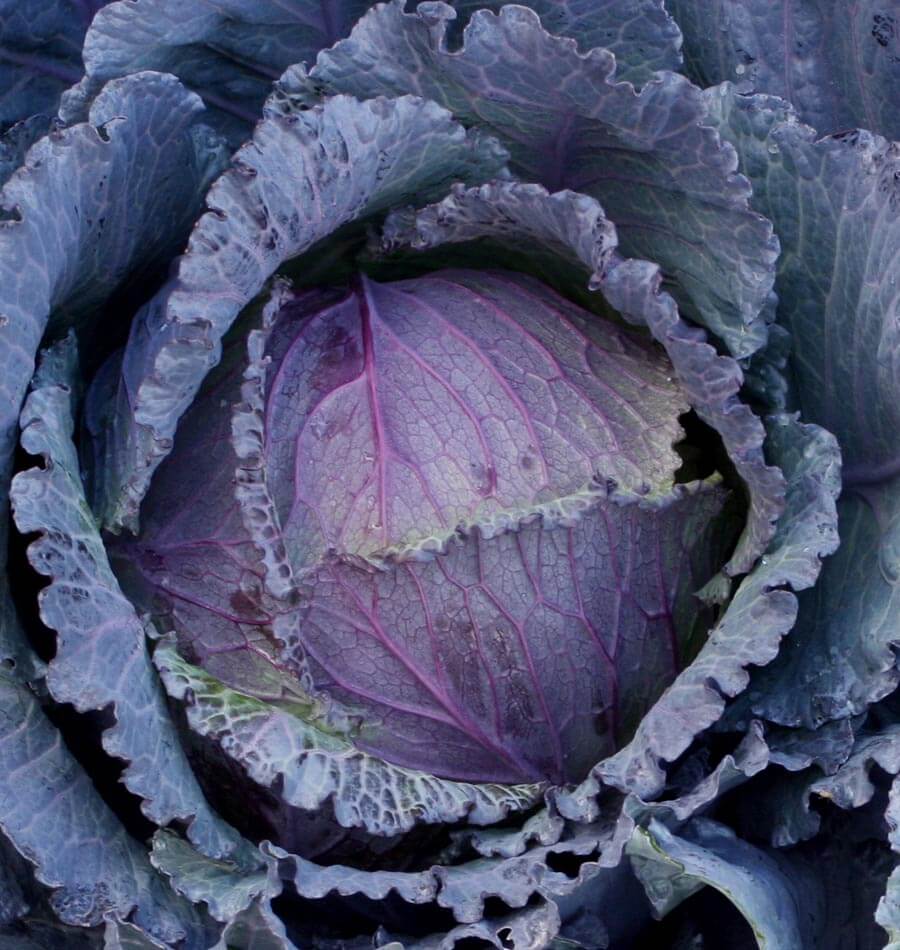 Chou Deadon vu de dessus, avec une pomme pourpre entourée de grandes feuilles gris bleuté. Les nervures roses traversent les feuilles serrées du centre. Les feuilles extérieures se recourbent autour de la pomme et montrent des bords ondulés ainsi que plusieurs petits trous. Le feuillage remplit toute l’image, dans des tons violets et bleus doux.