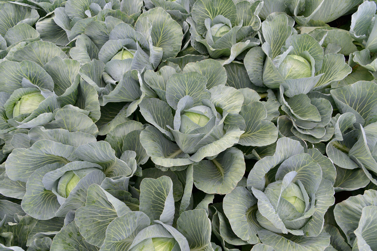 Choux Expectation cultivés ensemble, vus au-dessus du feuillage. Plusieurs pommes vert clair apparaissent au centre de grandes feuilles bleu-gris ouvertes. Les nervures jaune pâle dessinent un réseau visible sur les feuilles extérieures. Les plants occupent tout le cadre et se chevauchent, avec des zones sombres entre les rosettes et quelques pommes partiellement cachées.