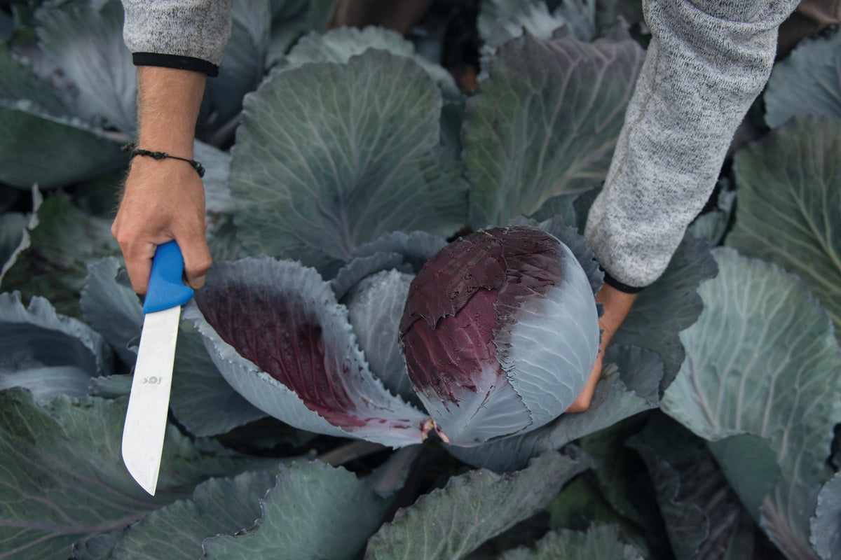 Chou Lodero au moment de la récolte dans un champ. Des mains tiennent une grosse pomme pourpre et un couteau à manche bleu. De larges feuilles gris bleuté entourent le cœur, avec des gouttes d’eau sur leur surface. Des manches grises apparaissent près du chou, tandis que d’autres plants remplissent l’arrière-plan de la scène.