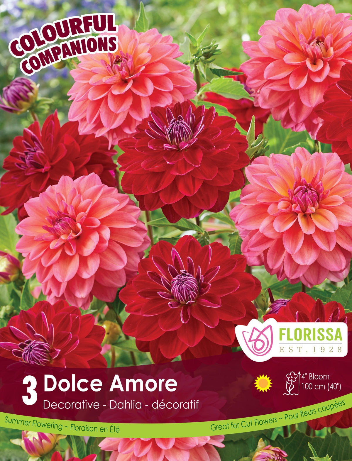 Composition de dahlias ‘Dolce Amore’ ( Dahlia Mix) : des dahlias doubles rouge sombre et rose corail. Le visuel Florissa présente la plante et son nom dans la partie inférieure de l’étiquette. La photographie occupe presque toute la surface, tandis que le bandeau du bas rassemble les indications du produit. Cette vue permet de reconnaître son apparence et de distinguer la variété présentée.