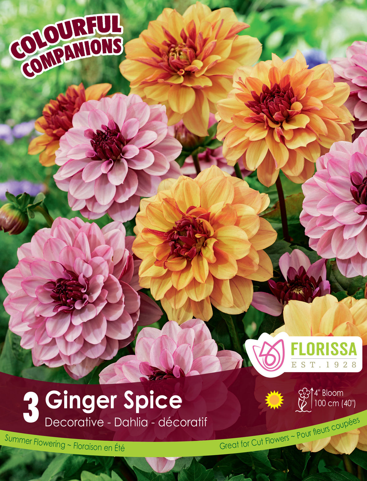 ‘Ginger Spice’ dahlia mix in bloom, showing three two-tone decorative dahlias with densely packed double petals. Flowers range through burnt pink, coppery orange, dusky mauve, and currant red above dense green foliage. Upright stems approximately 100 cm tall illustrate the mix’s warm effect in a sunny border or dedicated cutting garden.