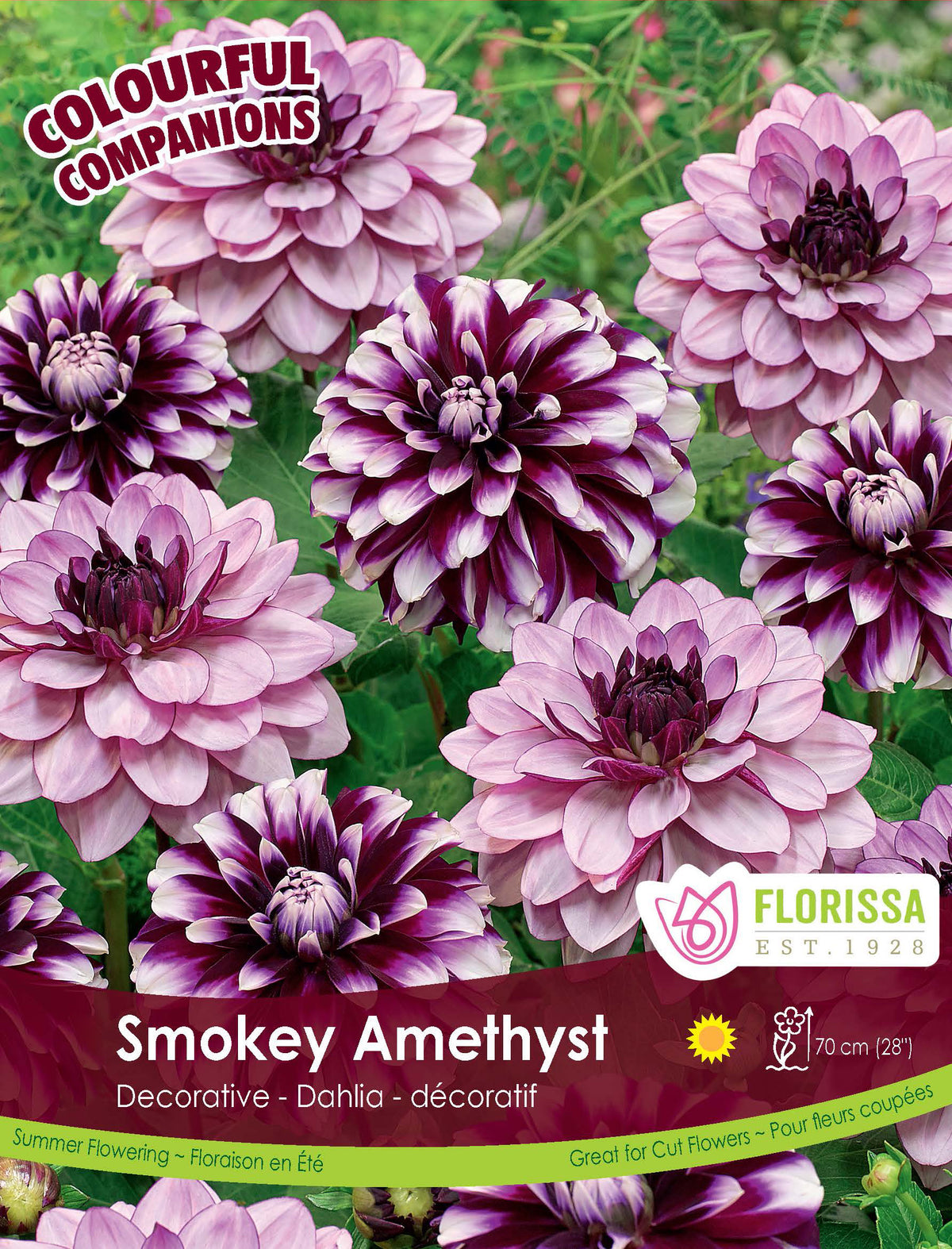Mélange de dahlias ‘Smokey Amethyst’ ( Dahlia ) : des dahlias doubles mauves, certains à centre pourpre foncé. Le visuel Florissa présente la plante et son nom dans la partie inférieure de l’étiquette. La photographie occupe presque toute la surface, tandis que le bandeau du bas rassemble les indications du produit. Cette vue permet de reconnaître son apparence et de distinguer la variété présentée.