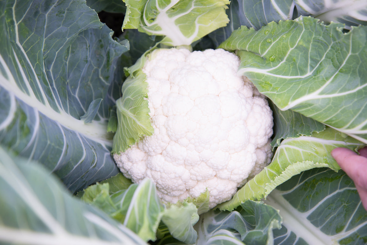 Une pomme blanche de chou-fleur Synergy apparaît au centre de grandes feuilles vertes aux nervures claires. Les fleurettes serrées forment un dôme arrondi. Une main écarte une feuille sur le côté droit pour montrer la pomme. Quelques gouttelettes sont visibles sur le feuillage, qui remplit le reste du cadrage rapproché.