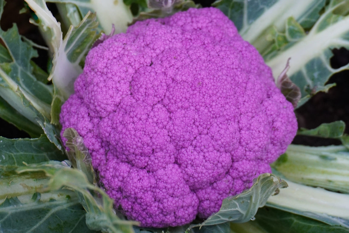Une pomme violette de chou-fleur Purple Moon remplit le centre de l’image. Les fleurettes serrées forment un dôme finement granuleux, entouré de feuilles vertes et de nervures pâles. Quelques petites feuilles teintées de violet se replient près des bords. Le cadrage rapproché met en évidence la couleur soutenue et la surface irrégulière de la pomme.