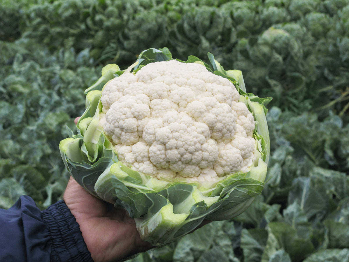 Une main soutient un chou-fleur Adona blanc devant un champ de feuilles vertes. La pomme arrondie présente des fleurettes serrées et une surface finement granuleuse. Des bases de feuilles coupées, vert pâle à bleu-vert, entourent la récolte. Une manche bleue apparaît en bas à gauche, tandis que le feuillage du fond reste légèrement flou.
