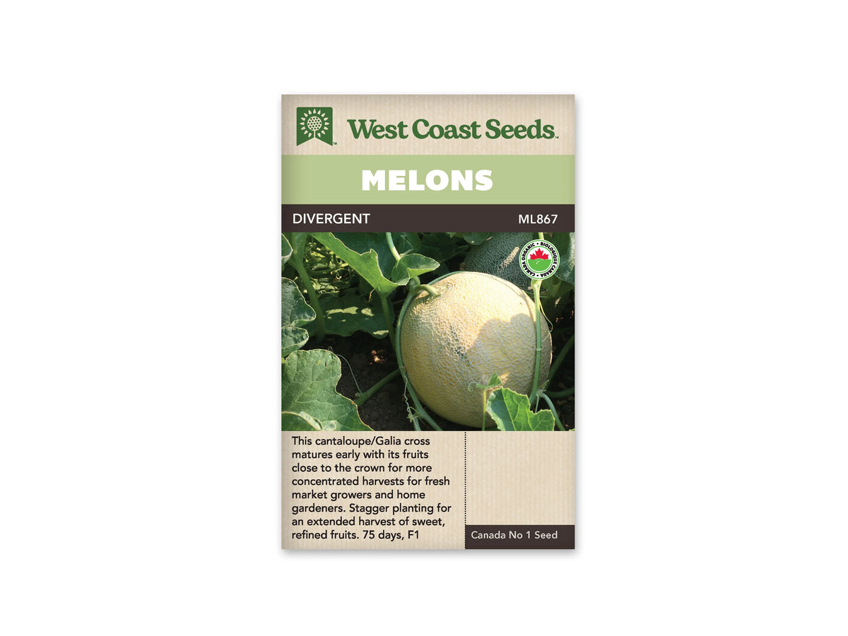 Sachet beige de semences Divergent avec bandeau vert pâle et nom sur fond brun. La photo montre un melon arrondi jaune clair, à peau brodée, encore attaché au plant. Des tiges, des vrilles et de grandes feuilles vertes l'entourent. Un autre fruit plus sombre apparaît derrière. Le logo biologique canadien est visible en haut à droite.