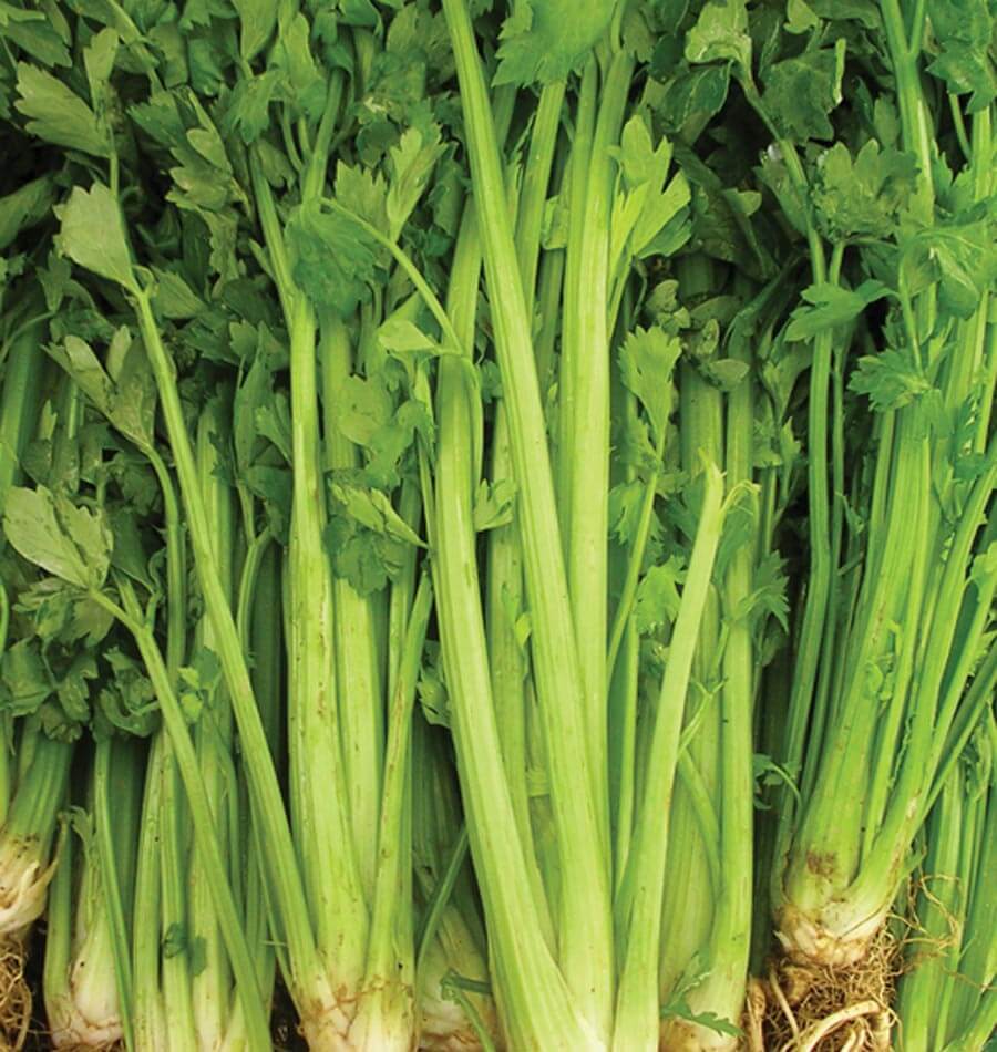 Plusieurs plants de céleri Tall Utah 52-70 sont réunis en gros plan. De longues côtes vertes, épaisses et striées montent entre les feuilles découpées. Les bases pâles portent encore quelques traces de terre et de petites racines, surtout à droite. Le feuillage et les pétioles remplissent toute la largeur de la photo.
