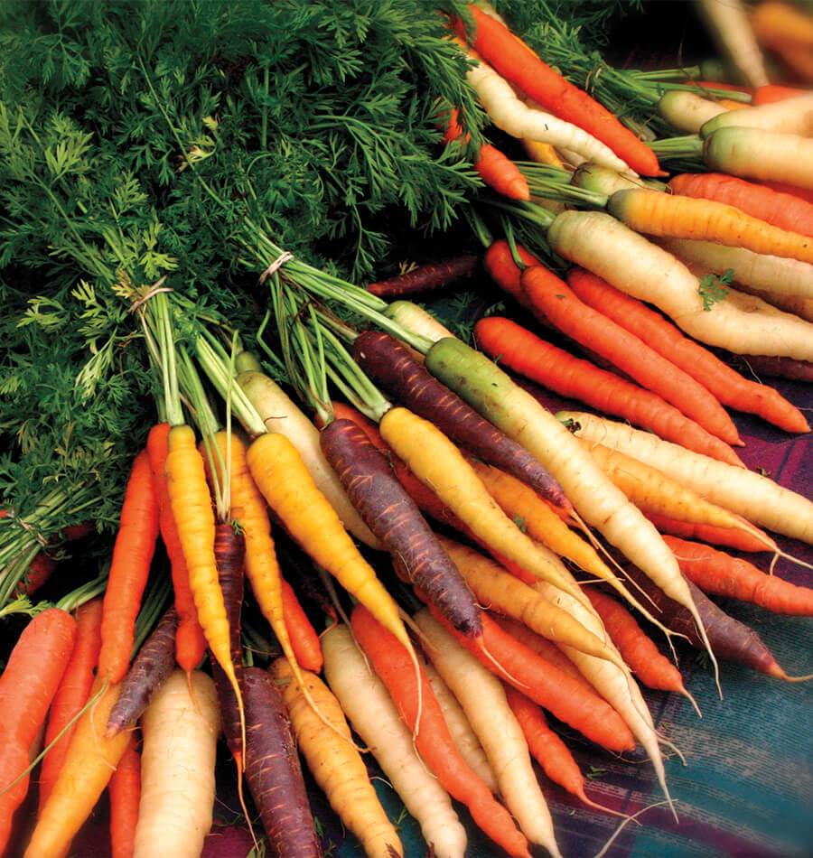 Bottes de carottes Rainbow Blend étalées avec leurs fanes vertes. Les racines montrent des tons orange, pourpres, crème et jaunes, avec des formes allongées et des pointes fines. Plusieurs bottes sont liées près des feuilles. Les carottes se croisent sur un tissu foncé à motifs, tandis que le feuillage découpé remplit le haut de l’image.