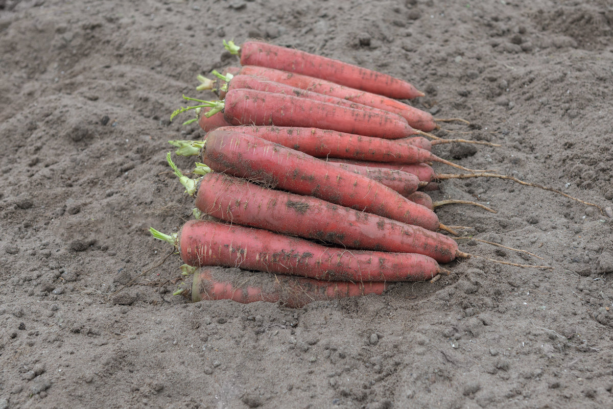 Carottes Red Sun rouge rosé disposées en rang sur une terre grise et meuble. Les racines allongées portent des traces de sol, de fines lignes pâles et de petites radicelles. De courts départs de tiges vertes apparaissent du côté gauche. Les extrémités minces se prolongent vers la droite, avec quelques racines partiellement superposées.
