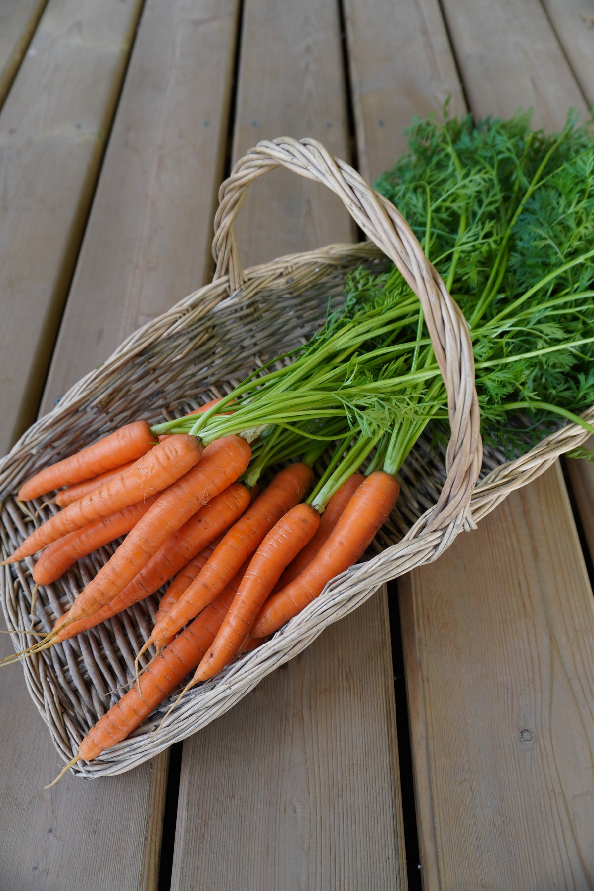 Carottes Narvik avec leurs fanes dans un panier tressé posé sur des planches de bois. Les racines orange se regroupent vers le bas du panier, tandis que les tiges et les feuilles vertes s’étendent vers le haut. Une anse claire traverse la scène en arc. De fines lignes et de petites radicelles marquent la surface des carottes.
