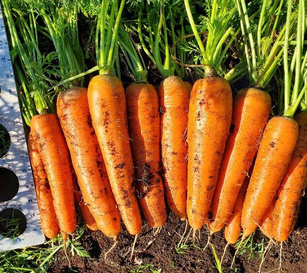 Carottes Caravel orange alignées côte à côte sur la terre du jardin, avec leurs fanes vertes dressées vers le haut. Les racines cylindriques présentent des épaules arrondies, des traces de terre et de fines radicelles. Une règle métallique partiellement visible borde le côté gauche de l’image. Des feuilles et des tiges remplissent l’arrière-plan.