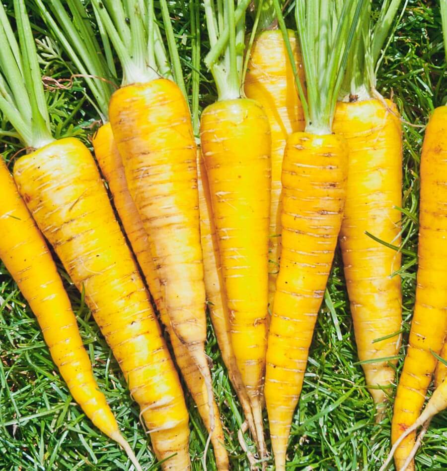 Carottes Yellowstone jaunes alignées sur un fond d’herbe et de fanes vertes. Les racines allongées se rétrécissent vers le bas et portent des lignes pâles, des traces brunes et quelques petites radicelles. Les tiges vert clair sont visibles au-dessus des épaules. Plusieurs carottes se touchent et remplissent presque toute la largeur de l’image.