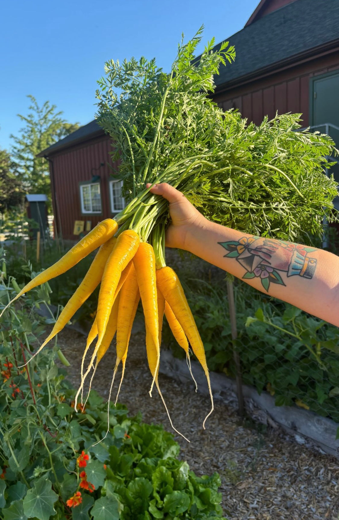Une main tient une botte de carottes Gold Nugget jaune vif devant un potager. Les longues racines effilées pendent sous les tiges vertes et se prolongent par de fines radicelles. Un feuillage abondant s’étale au-dessus de la main. Un bras tatoué, un bâtiment rouge et un ciel bleu apparaissent dans le cadrage.