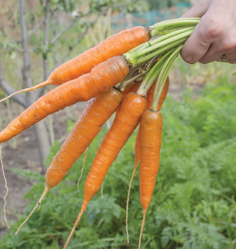 Une main tient une botte de carottes Volcano orange par leurs tiges vertes. Les racines allongées se déploient en éventail, avec des lignes pâles, quelques traces de terre et de longues radicelles fines. Le feuillage est coupé hors du cadrage. Un potager verdoyant et des supports verticaux apparaissent flous à l’arrière-plan.