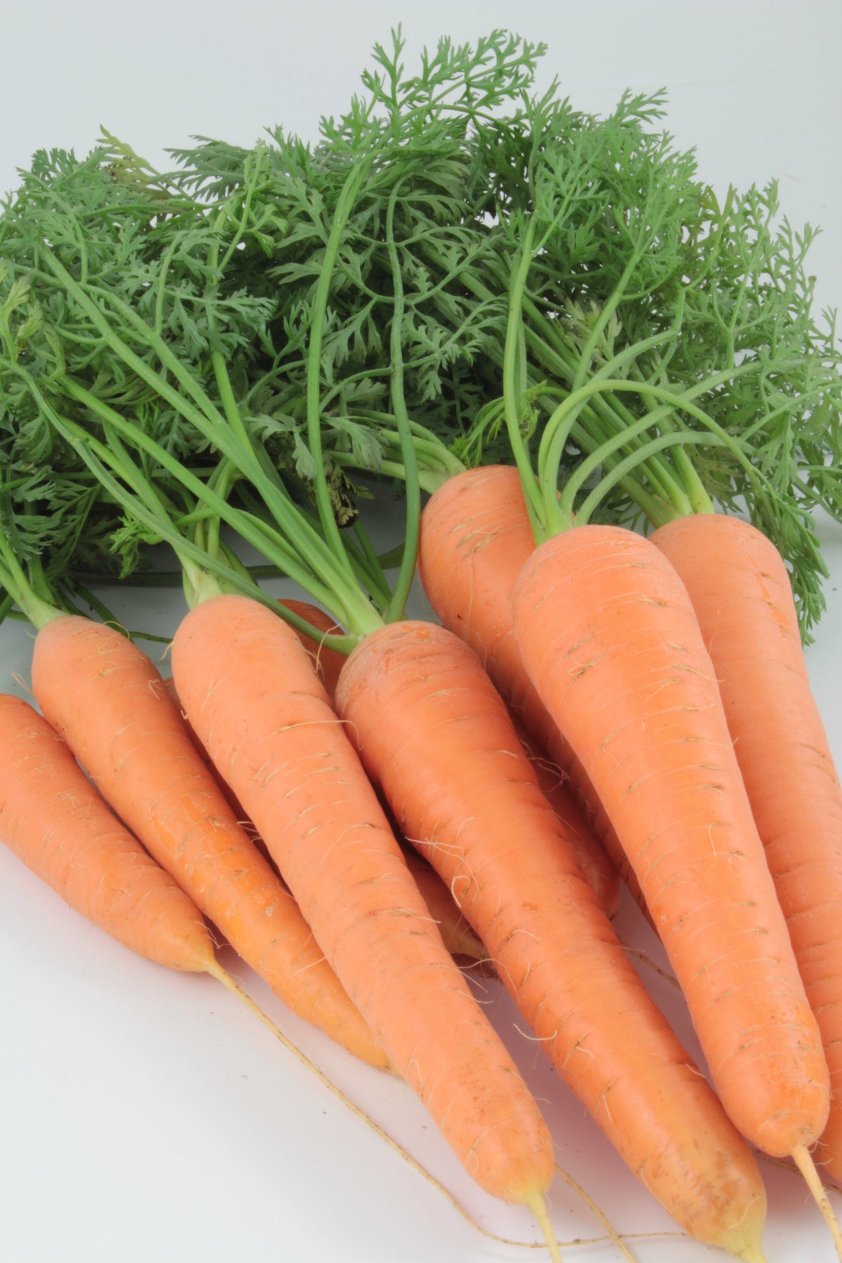 Carottes Resistafly orange disposées sur un fond clair avec leurs fanes vertes. Les racines présentent des épaules arrondies, de fines lignes pâles et de petites radicelles. Plusieurs extrémités arrondies sont prolongées par une mince racine. Le feuillage finement découpé occupe le haut de l’image, tandis que les carottes se chevauchent au premier plan.