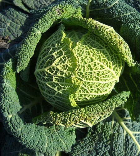 Semences Chou de Savoie 'Di Piacenza' (Brassica oleracea var. sabauda)
