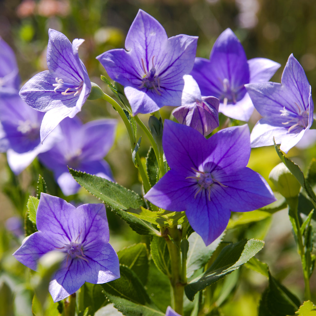 Photo de Campanule 'Rapido Blue' F1. La couleur caractéristique est : bleu. Le visuel permet d'observer les contours, les teintes et la disposition des éléments présentés. Les détails de forme et les contrastes donnent un aperçu de l'apparence de cette plante ou de sa récolte. Cette photographie accompagne la variété nommée afin de l'identifier dans la sélection de semences.