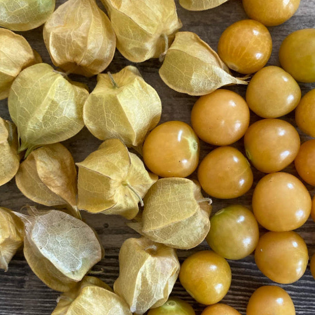 Des fruits ronds jaune orangé sont disposés sur une surface de bois, parmi des enveloppes végétales sèches de couleur beige. Plusieurs fruits lisses et brillants sont entièrement dégagés; d’autres restent cachés dans leur calice en forme de petite lanterne. La vue du dessus montre les fines nervures des enveloppes et les variations de couleur de la récolte.