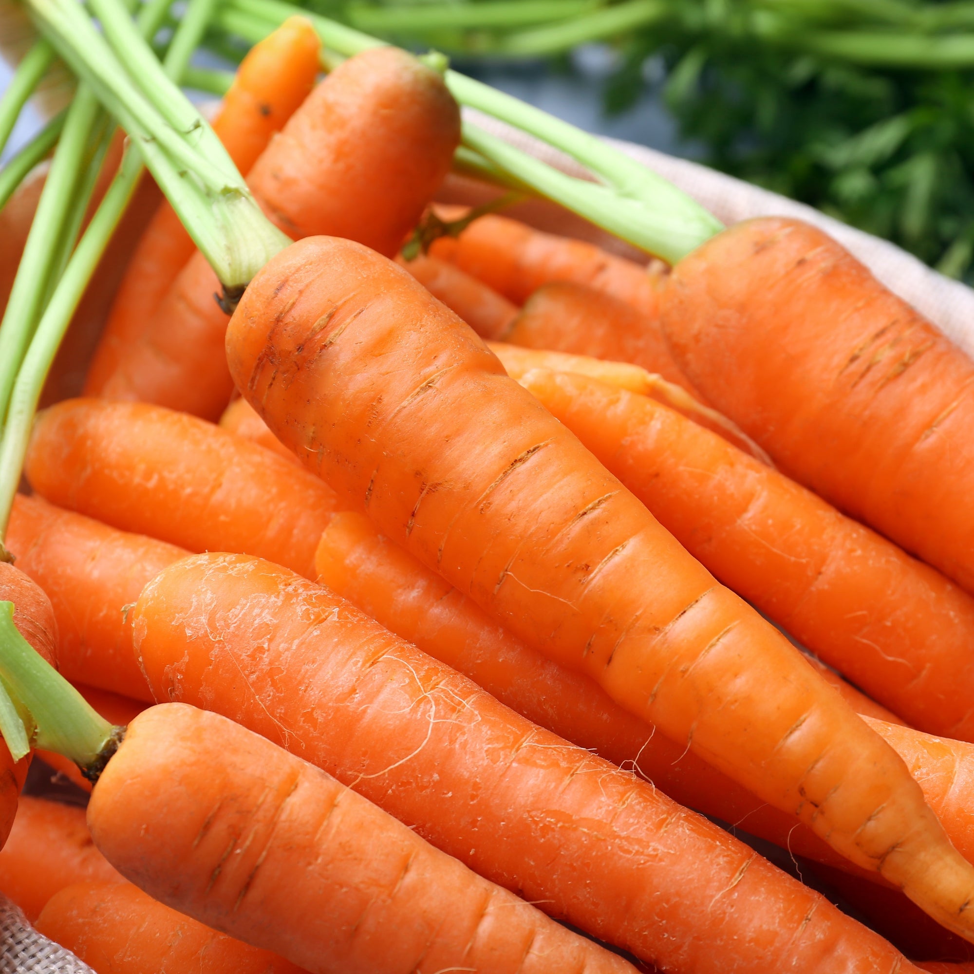 Organic 'Bolero' carrot