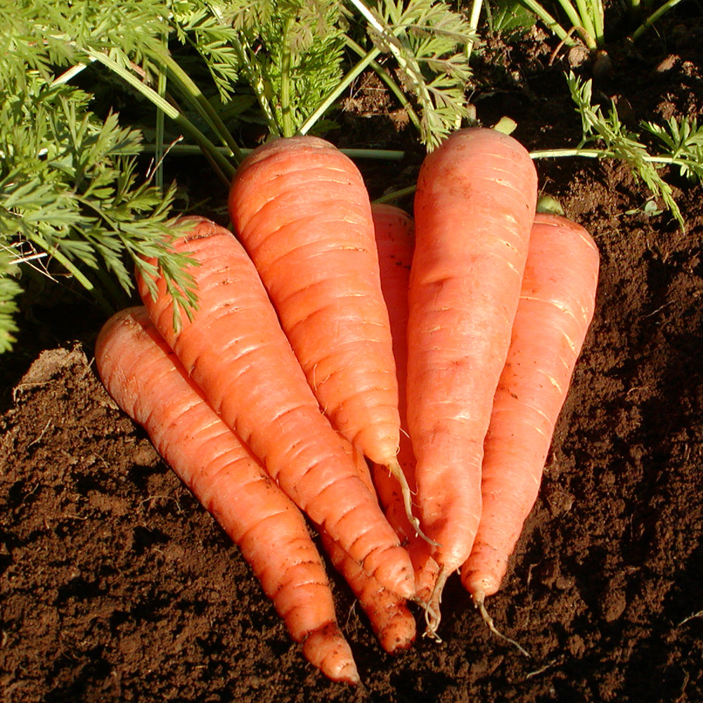 Carotte Danvers 126. Carottes orange coniques avec leurs fanes sur de la terre. Le cadrage permet de voir les formes, les couleurs et les détails du sujet représenté. Les contours se détachent du fond de l’image, avec des différences de teinte et de texture visibles sur les surfaces. Cette vue accompagne la présentation du produit dans la boutique.