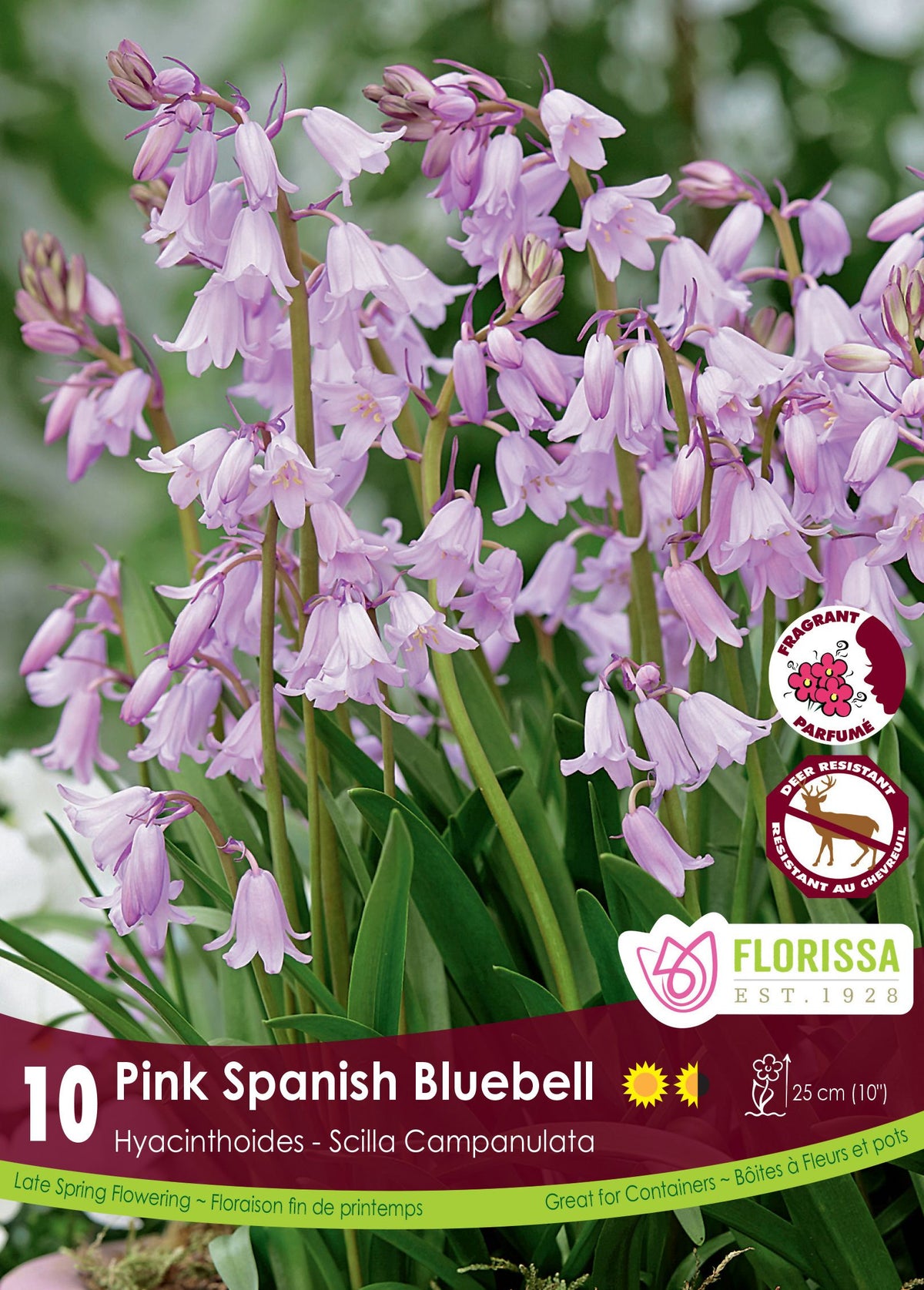 Jacinthe d’Espagne rose ( Hyacinthoides hispanica) : des grappes de clochettes roses parmi de longues feuilles vertes. Le visuel Florissa présente la plante et son nom dans la partie inférieure de l’étiquette. La photographie occupe presque toute la surface, tandis que le bandeau du bas rassemble les indications du produit. Cette vue permet de reconnaître son apparence et de distinguer la variété présentée.