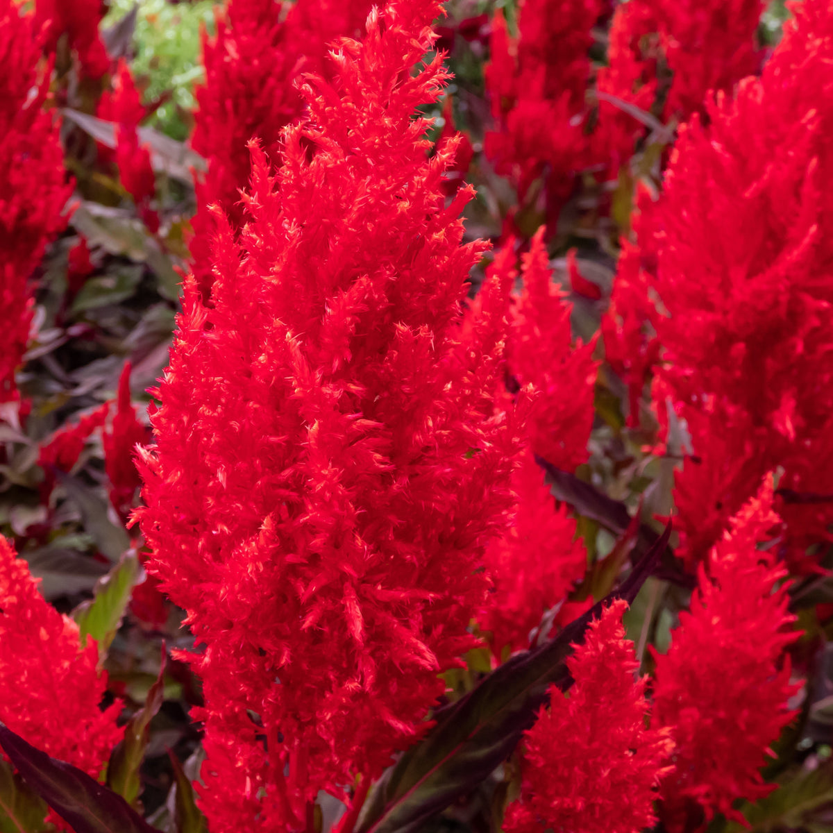 Photo de Célosie plumeuse 'Fresh Look Red'. La couleur caractéristique est : rouge. Le visuel permet d'observer les contours, les teintes et la disposition des éléments présentés. Les détails de forme et les contrastes donnent un aperçu de l'apparence de cette plante ou de sa récolte. Cette photographie accompagne la variété nommée afin de l'identifier dans la sélection de semences.