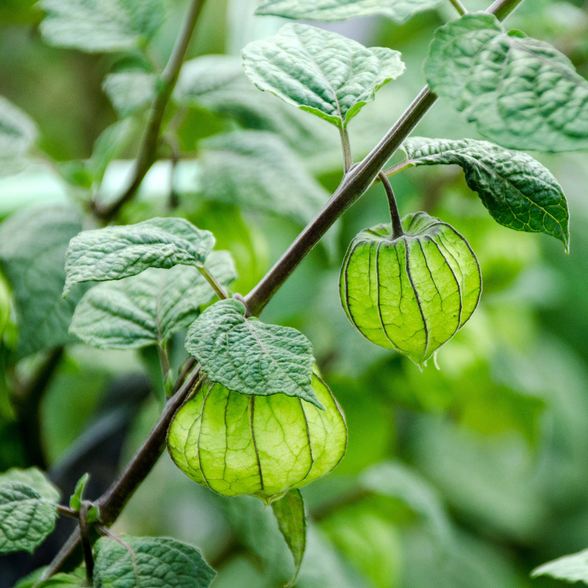 Photo de Cerise de terre 'Little Lantern'. Les fruits présentent cette forme : cerise. Le visuel permet d'observer les contours, les teintes et la disposition des éléments présentés. Les détails de forme et les contrastes donnent un aperçu de l'apparence de cette plante ou de sa récolte. Cette photographie accompagne la variété nommée afin de l'identifier dans la sélection de semences.