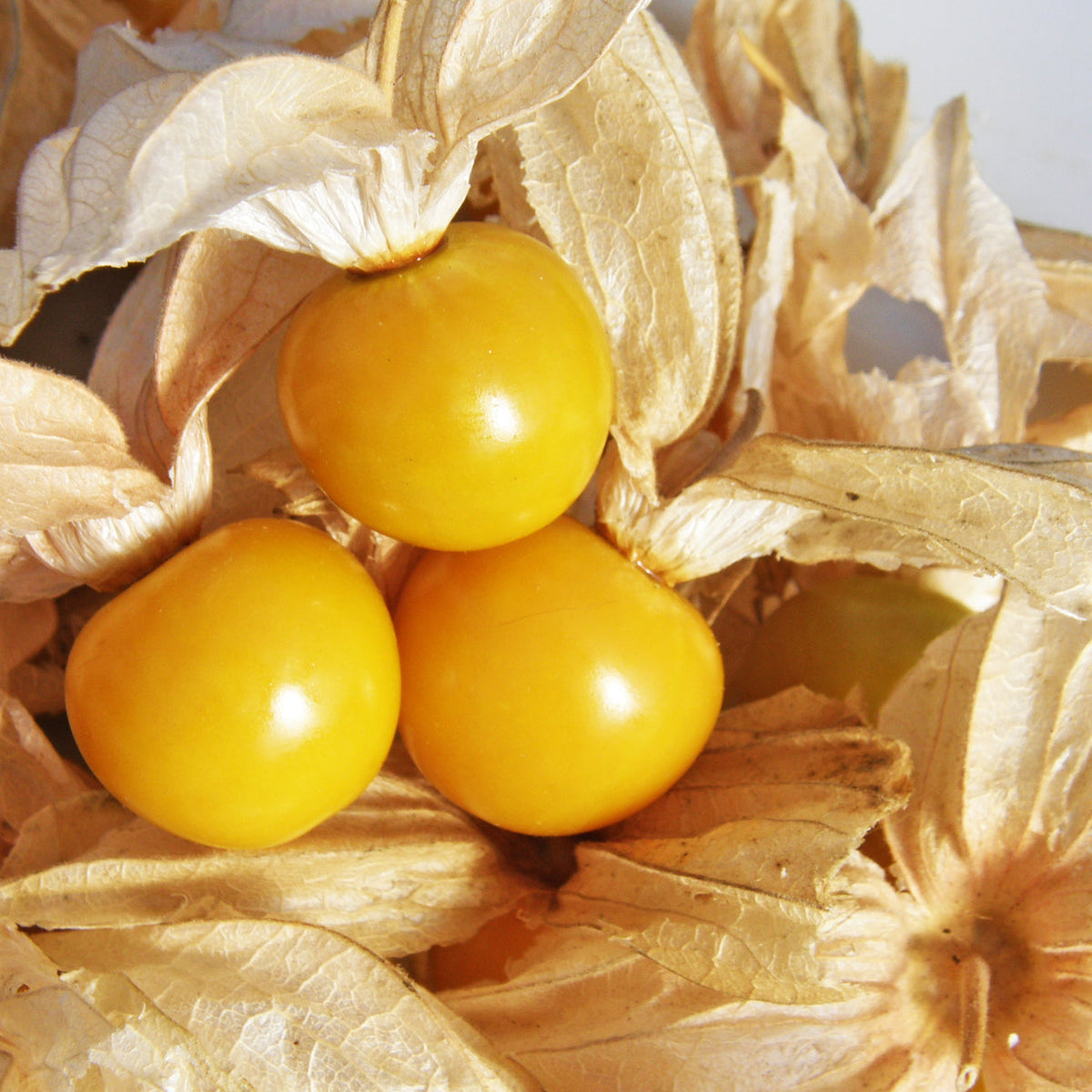 Cerise de terre géante. Fruits jaunes de physalis dans leurs enveloppes sèches ouvertes. Le cadrage permet de voir les formes, les couleurs et les détails du sujet représenté. Les contours se détachent du fond de l’image, avec des différences de teinte et de texture visibles sur les surfaces. Cette vue accompagne la présentation du produit dans la boutique.