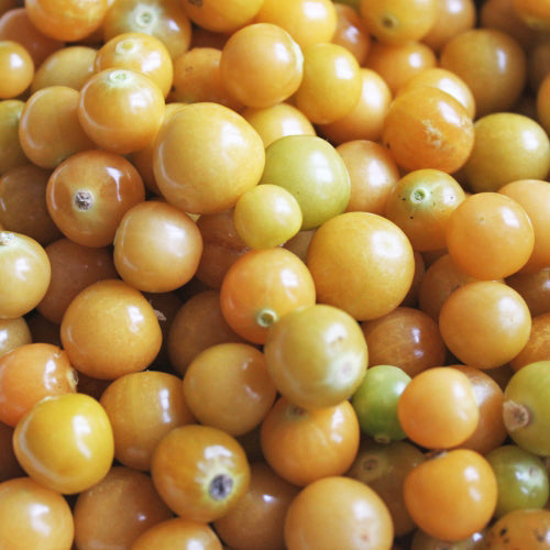 Cerise de terre Golden Husk. Petites cerises de terre jaunes réunies en tas. Le cadrage permet de voir les formes, les couleurs et les détails du sujet représenté. Les contours se détachent du fond de l’image, avec des différences de teinte et de texture visibles sur les surfaces. Cette vue accompagne la présentation du produit dans la boutique.