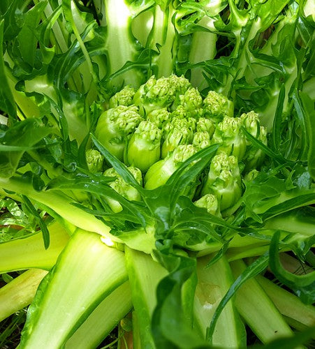 Semences Chicorée puntarelle précoce 'Barese Galatina Sel. Larosa'