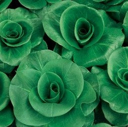 Semences Chicorée 'Grumolo Verde' (Cichorium intybus)
