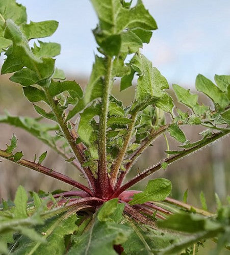 Semences Chicorée sauvage rouge (Cichorium intybus)