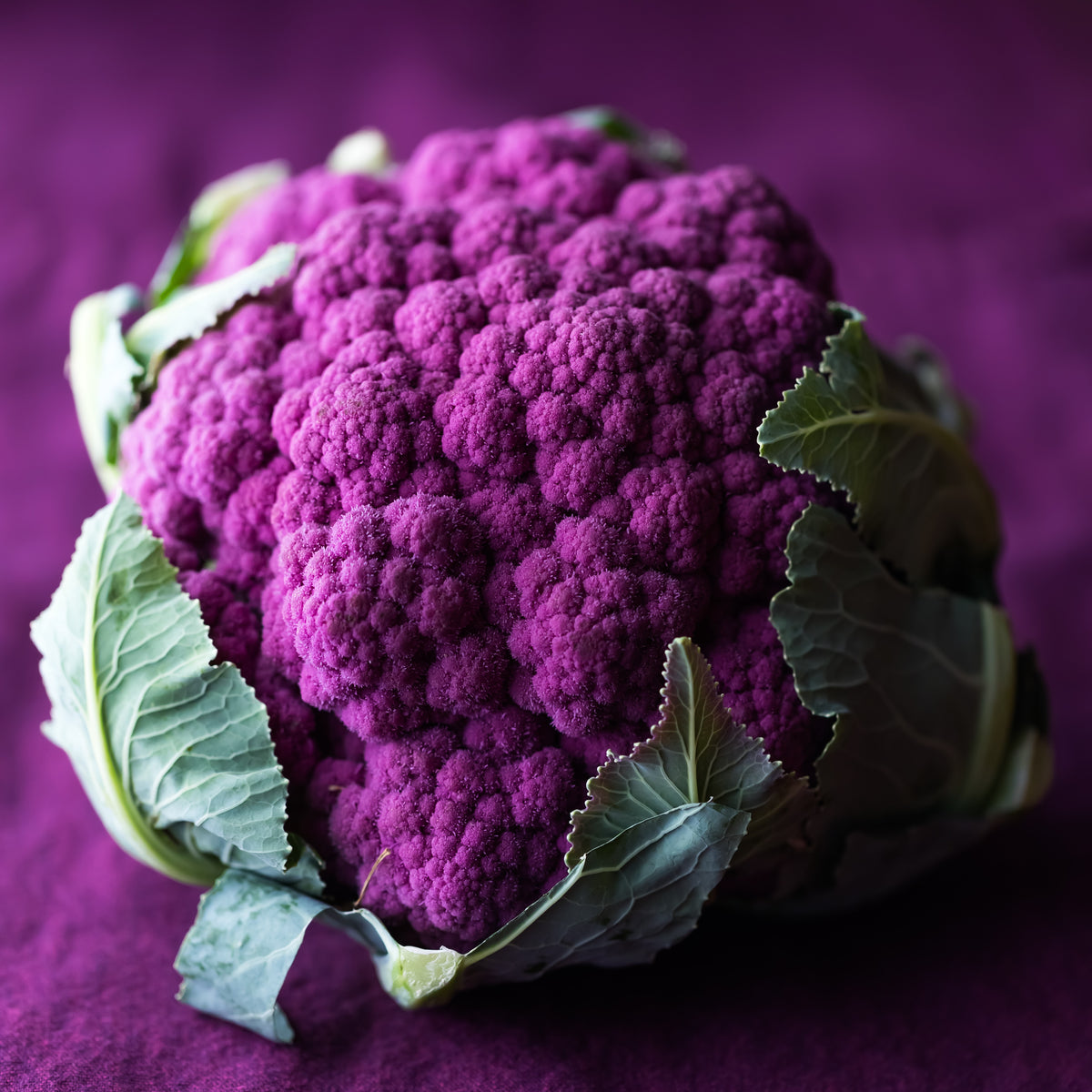 Photo de Chou-fleur mauve 'Depurple F1'. Chou-fleur mauve 'Depurple F1' (Brassica oleracea). Une véritable curiosité dans votre potager, ce chou-fleur ajoute une touche vitaminée et colorée à vos plats. La couleur caractéristique est : mauve. Le visuel permet d'observer les contours, les teintes et la disposition des éléments présentés. Les détails de forme et les contrastes donnent un aperçu de l'apparence de cette plante ou de sa récolte.
