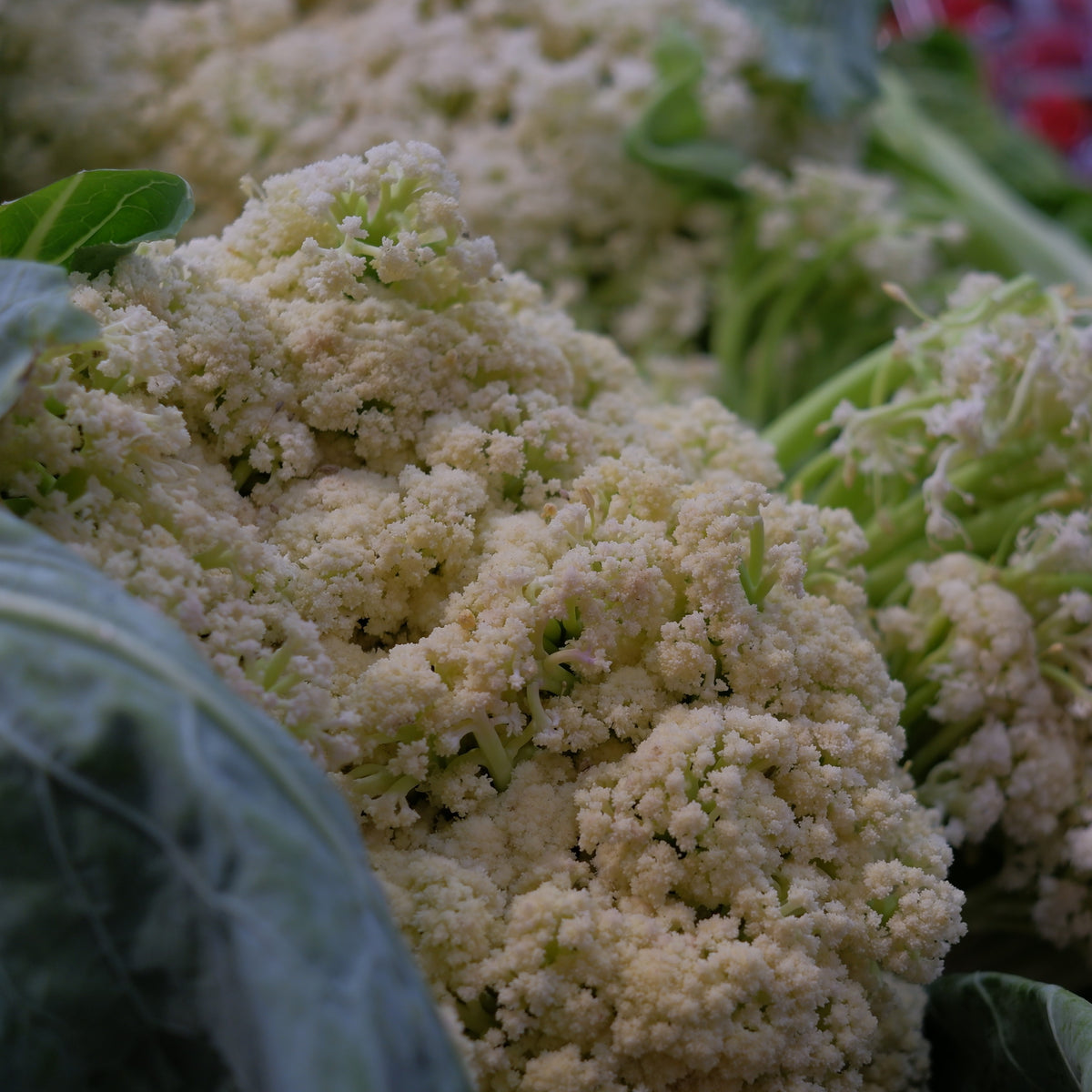 Photo de Chou-fleur blanc 'Fioretto 60 F1'. Chou-fleur blanc 'Fioretto 60 F1' (Brassica oleracea). Plus sucré et plus tendre que le chou-fleur traditionnel, chaque bâtonnet pèse entre 10 et 20 grammes. La couleur caractéristique est : blanc. Le visuel permet d'observer les contours, les teintes et la disposition des éléments présentés.
