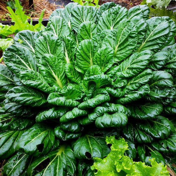 Organic Chinese cabbage 'Tatsoi'