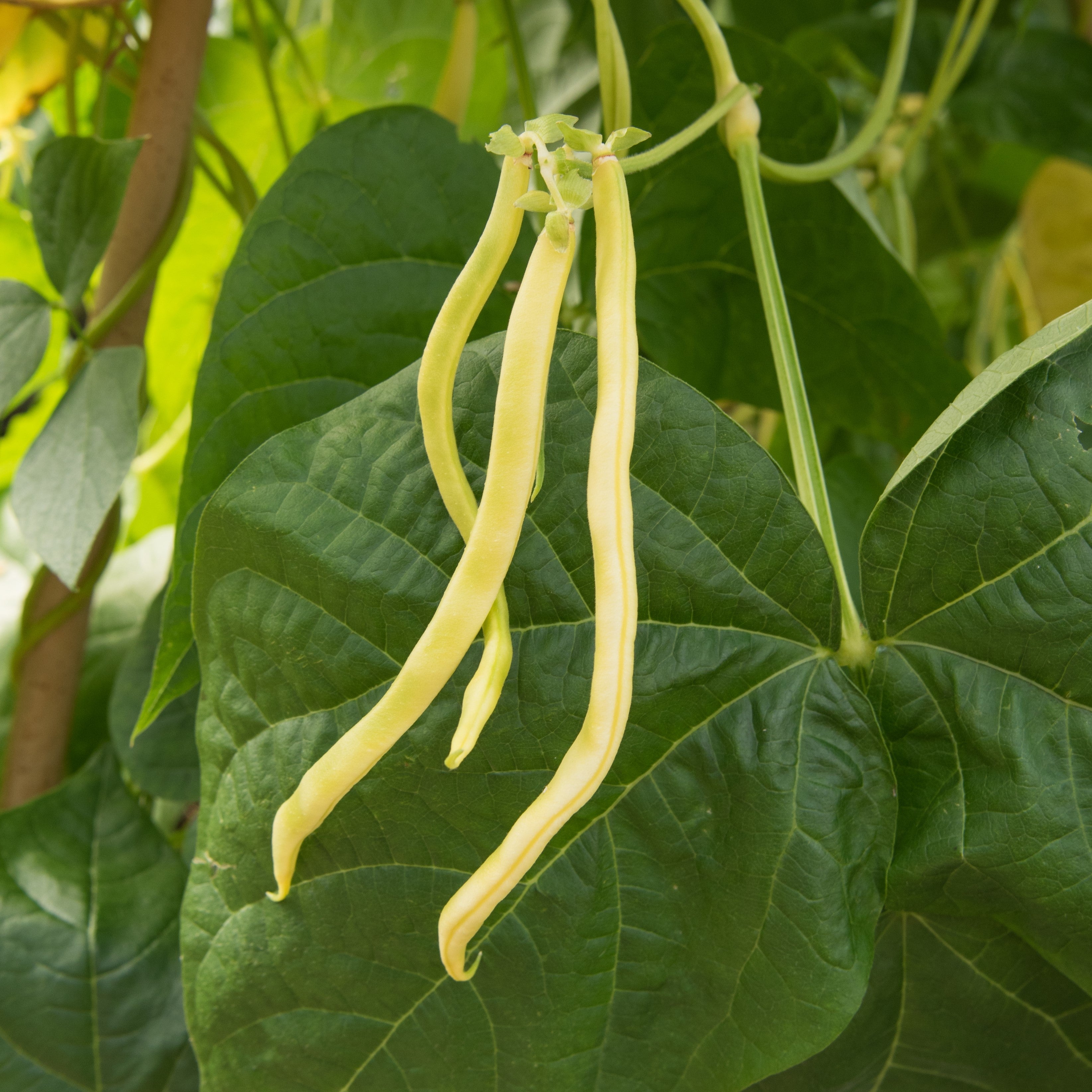 WH Perron Seeds Climbing Yellow Bean P pini re ca wh-perron-seeds-climbing-yellow-bean-p-pini-re-ca