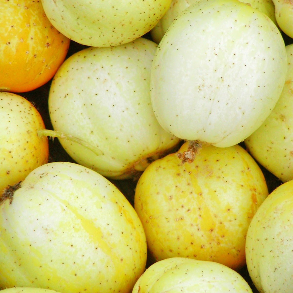 Concombre Citron. Concombres ronds jaunes et blanc crème réunis. Le cadrage permet de voir les formes, les couleurs et les détails du sujet représenté. Les contours se détachent du fond de l’image, avec des différences de teinte et de texture visibles sur les surfaces. Cette vue accompagne la présentation du produit dans la boutique.