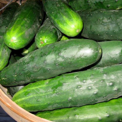 Concombre Marketmore 76. Concombres vert foncé réunis dans un panier. Le cadrage permet de voir les formes, les couleurs et les détails du sujet représenté. Les contours se détachent du fond de l’image, avec des différences de teinte et de texture visibles sur les surfaces. Cette vue accompagne la présentation du produit dans la boutique.