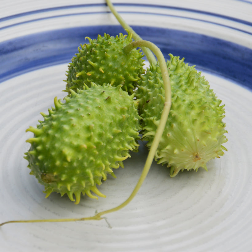 'Antilles' cucumber