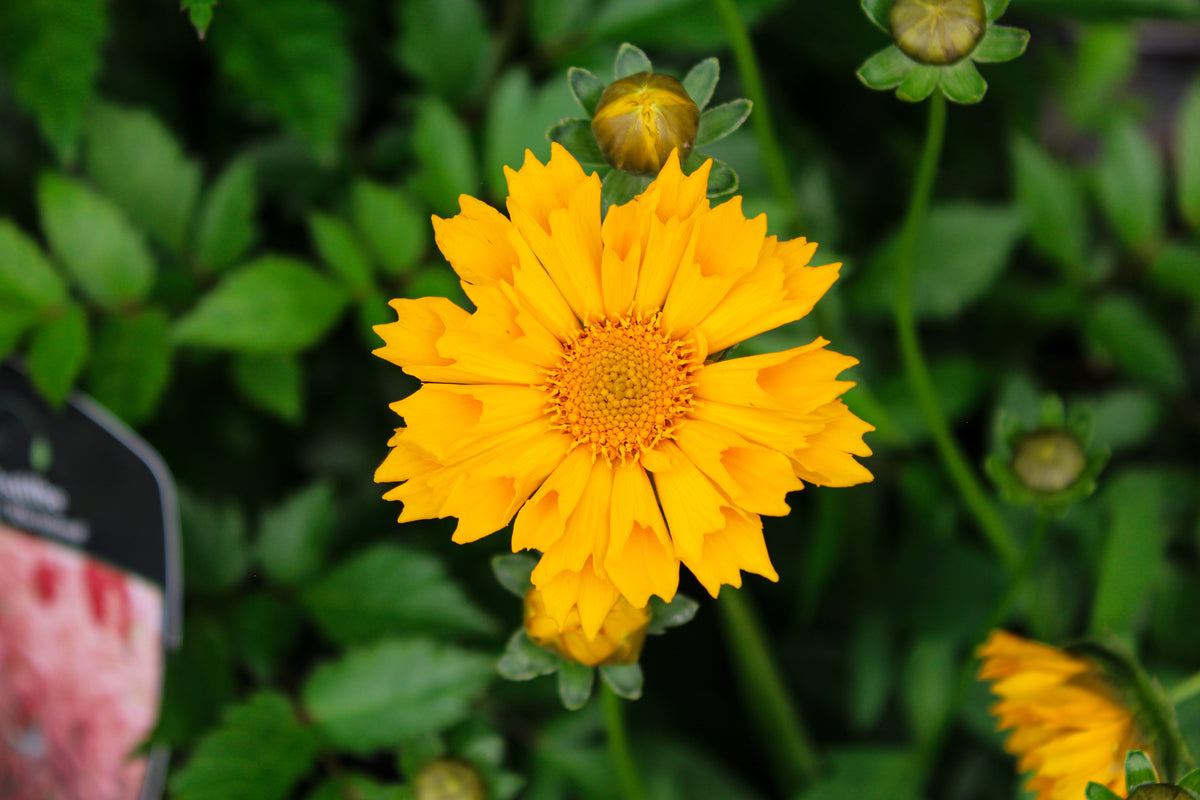 Coréopsis 'Jethro Tull'. Les pétales aux côtés roulés et pointes évasées entourent le disque central rond. Les fleurs jaune doré forment une vive zone de couleur dans la vue. Des disques jaunes ronds sont nets au cœur des fleurs ouvertes. Des feuilles vertes apparaissent autour des fleurs et entre les tiges de la photo. Une étiquette de plante imprimée apparaît près des fleurs, des tiges et des feuilles voisines.