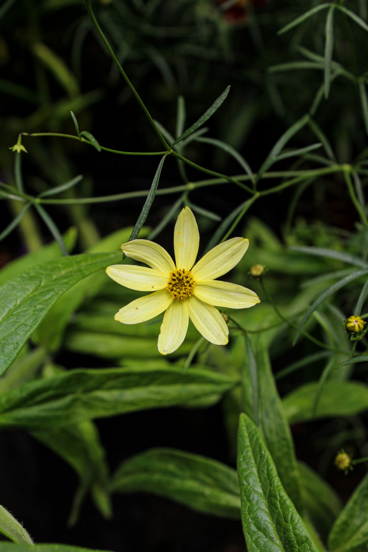 Coréopsis ‘Moonbeam’ — Coreopsis verticillata