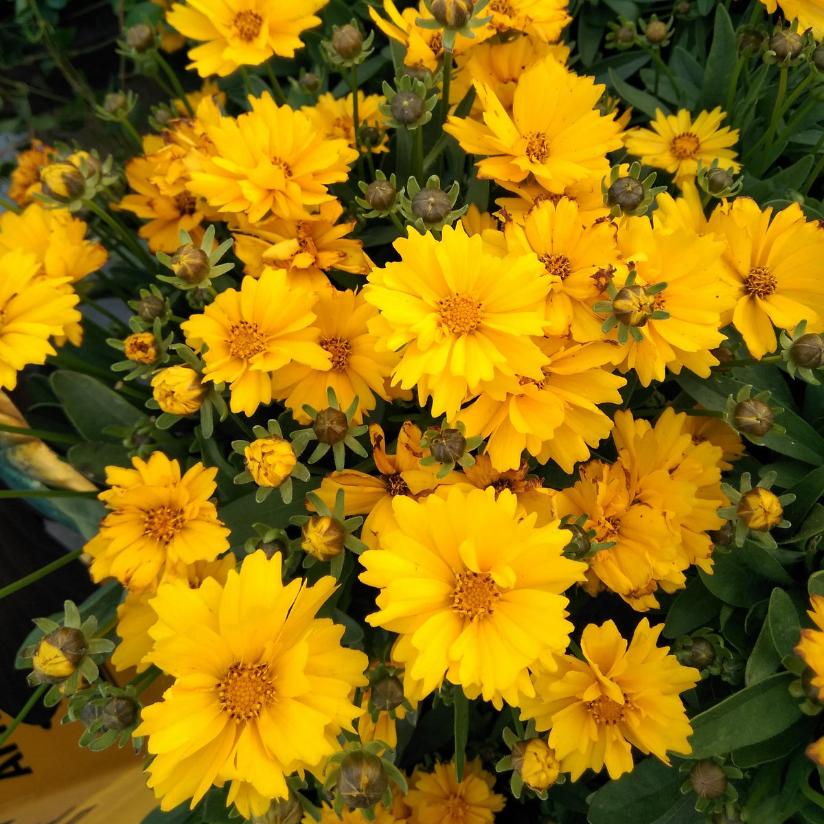 Photo de Coréopsis 'Presto'. La couleur caractéristique est : jaune. Le visuel permet d'observer les contours, les teintes et la disposition des éléments présentés. Les détails de forme et les contrastes donnent un aperçu de l'apparence de cette plante ou de sa récolte. Cette photographie accompagne la variété nommée afin de l'identifier dans la sélection de semences.