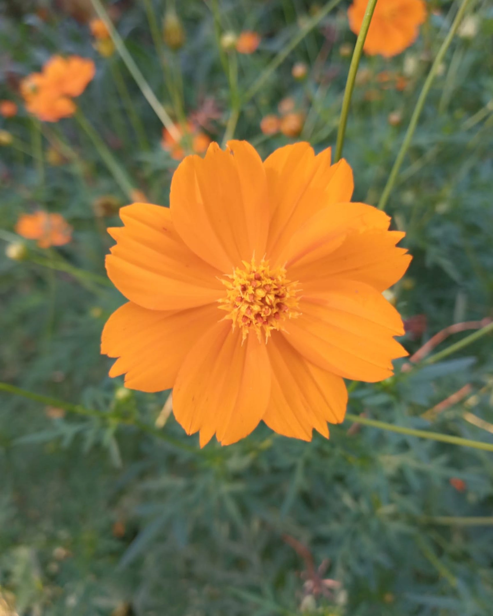 Sulfur Cosmos