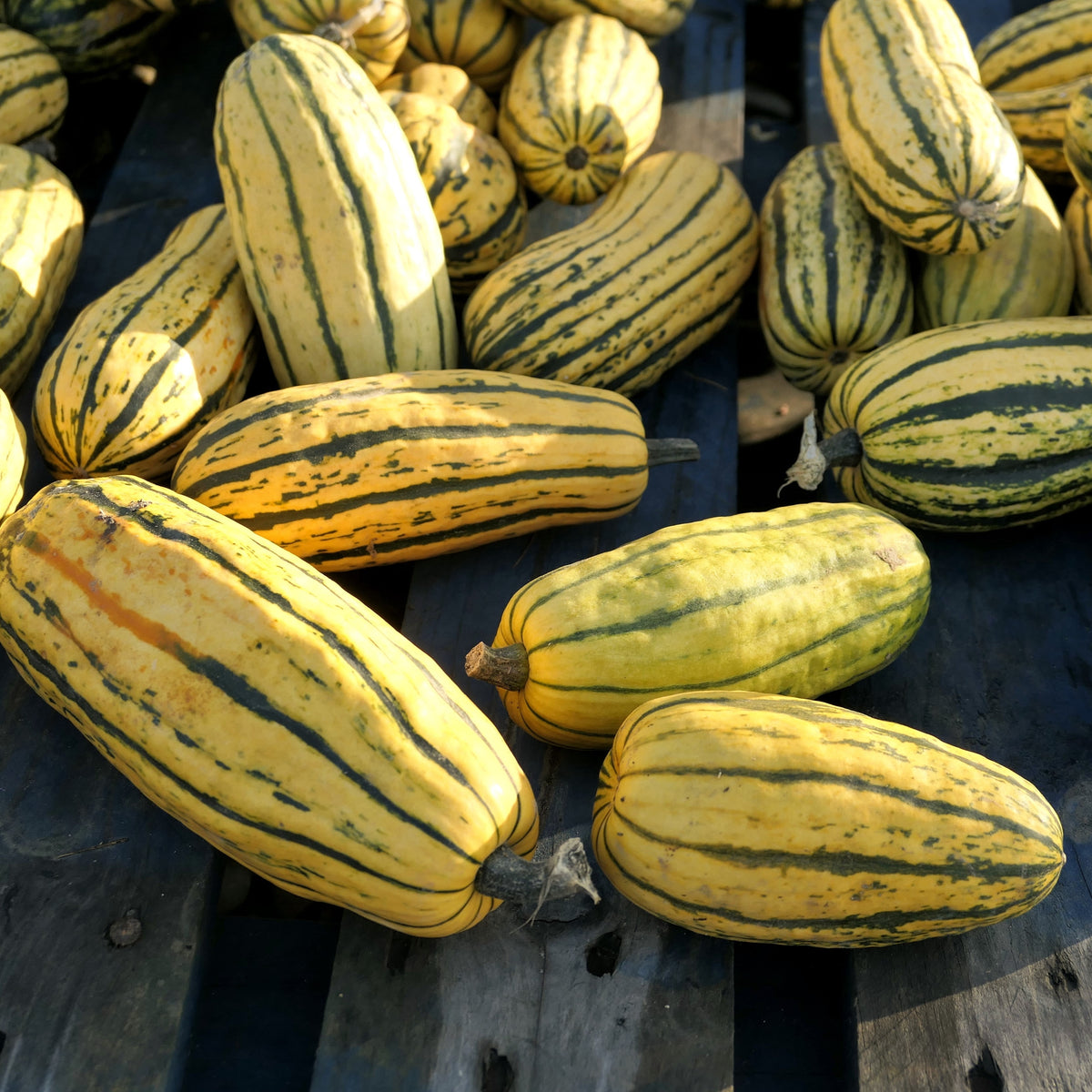 Visuel principal associé à Courge 'Delicata', semences offertes par Cutleaf Seed. Cette image accompagne la fiche pour relier clairement le produit à son emballage ou à la culture présentée. Elle complète les renseignements de semis, de culture et de récolte, sans remplacer les indications propres au lot ni les conseils détaillés figurant sur le sachet.