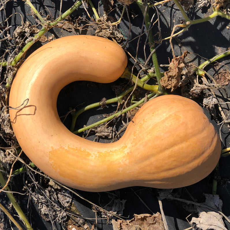 Courge Canada Crookneck. Courge beige au long col fortement recourbé. Le cadrage permet de voir les formes, les couleurs et les détails du sujet représenté. Les contours se détachent du fond de l’image, avec des différences de teinte et de texture visibles sur les surfaces. Cette vue accompagne la présentation du produit dans la boutique.