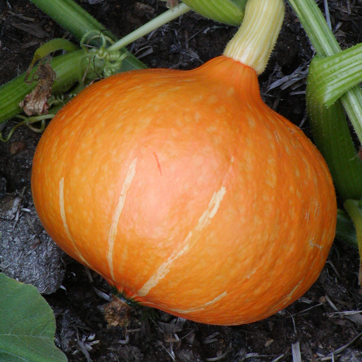 Courge Red Kuri. Courge Red Kuri orange posée parmi des feuilles. Le cadrage permet de voir les formes, les couleurs et les détails du sujet représenté. Les contours se détachent du fond de l’image, avec des différences de teinte et de texture visibles sur les surfaces. Cette vue accompagne la présentation du produit dans la boutique.