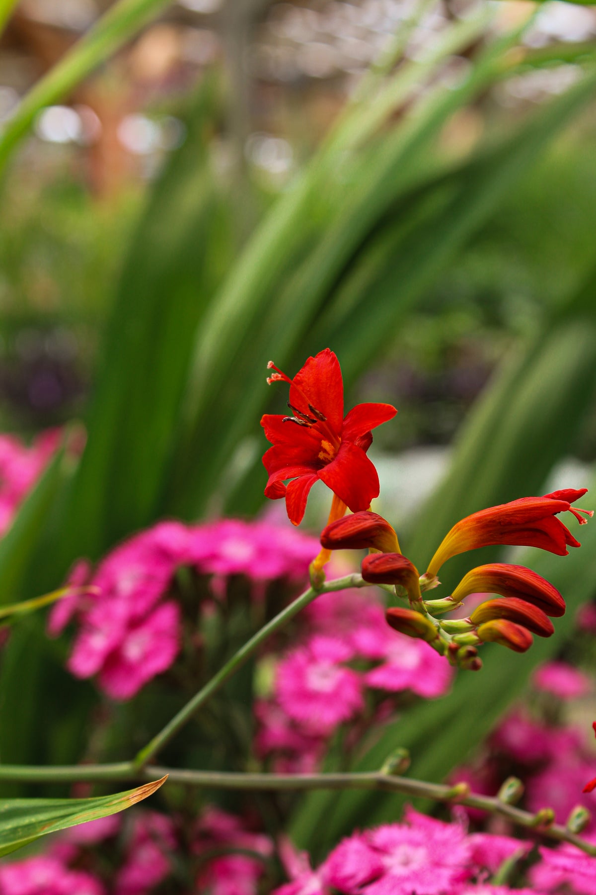 Crocosmie ‘Lucifer’ — Crocosmia