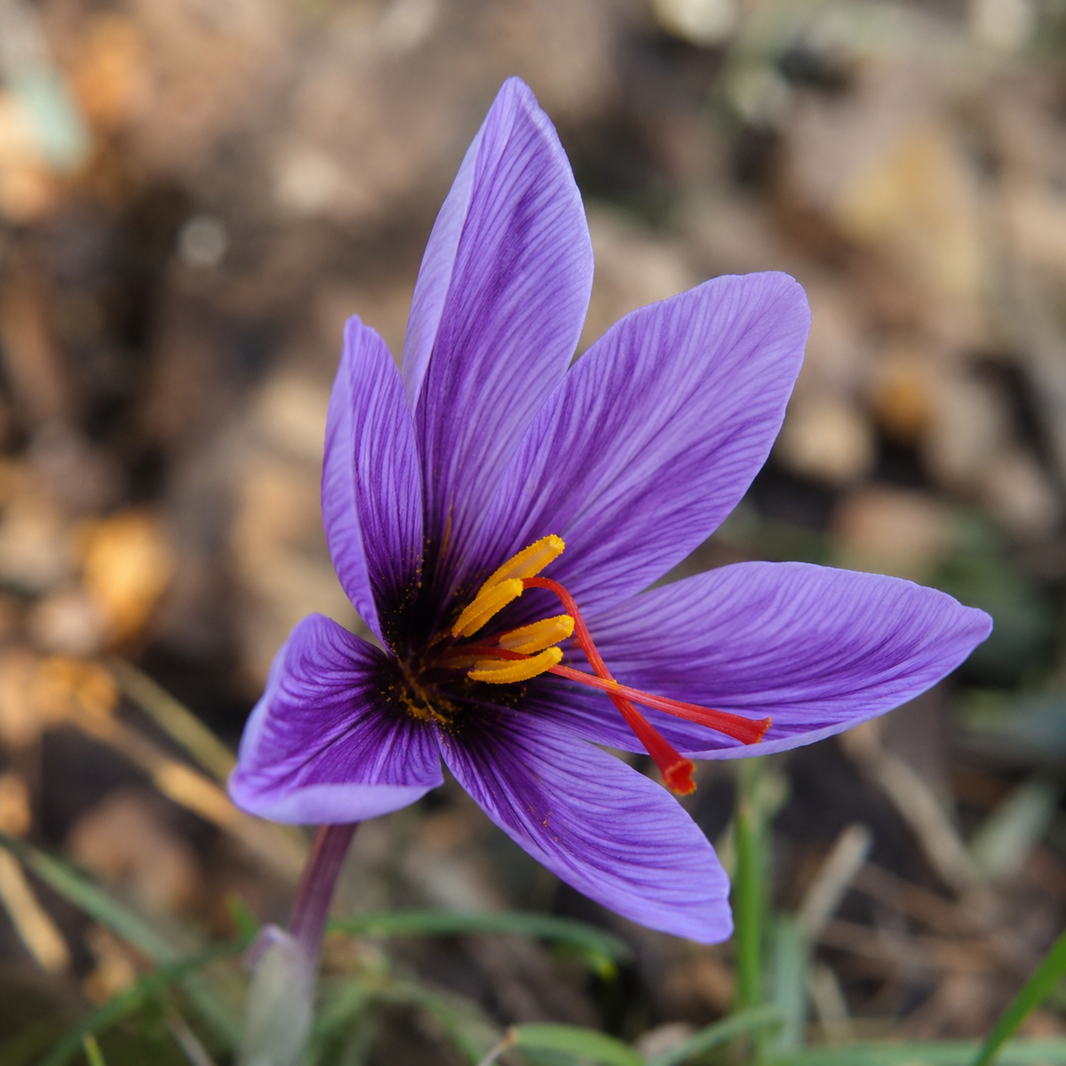 Crocus à safran ( Crocus sativus ) : une fleur de crocus violette veinée avec de longs stigmates rouges. Cette photographie montre le sujet de près et permet d’en observer les formes, les couleurs et la disposition. Le cadrage attire l’attention sur les éléments visibles au premier plan. Cette vue complète la présentation du produit en donnant un aperçu de son apparence à cette étape, dans la scène photographiée.