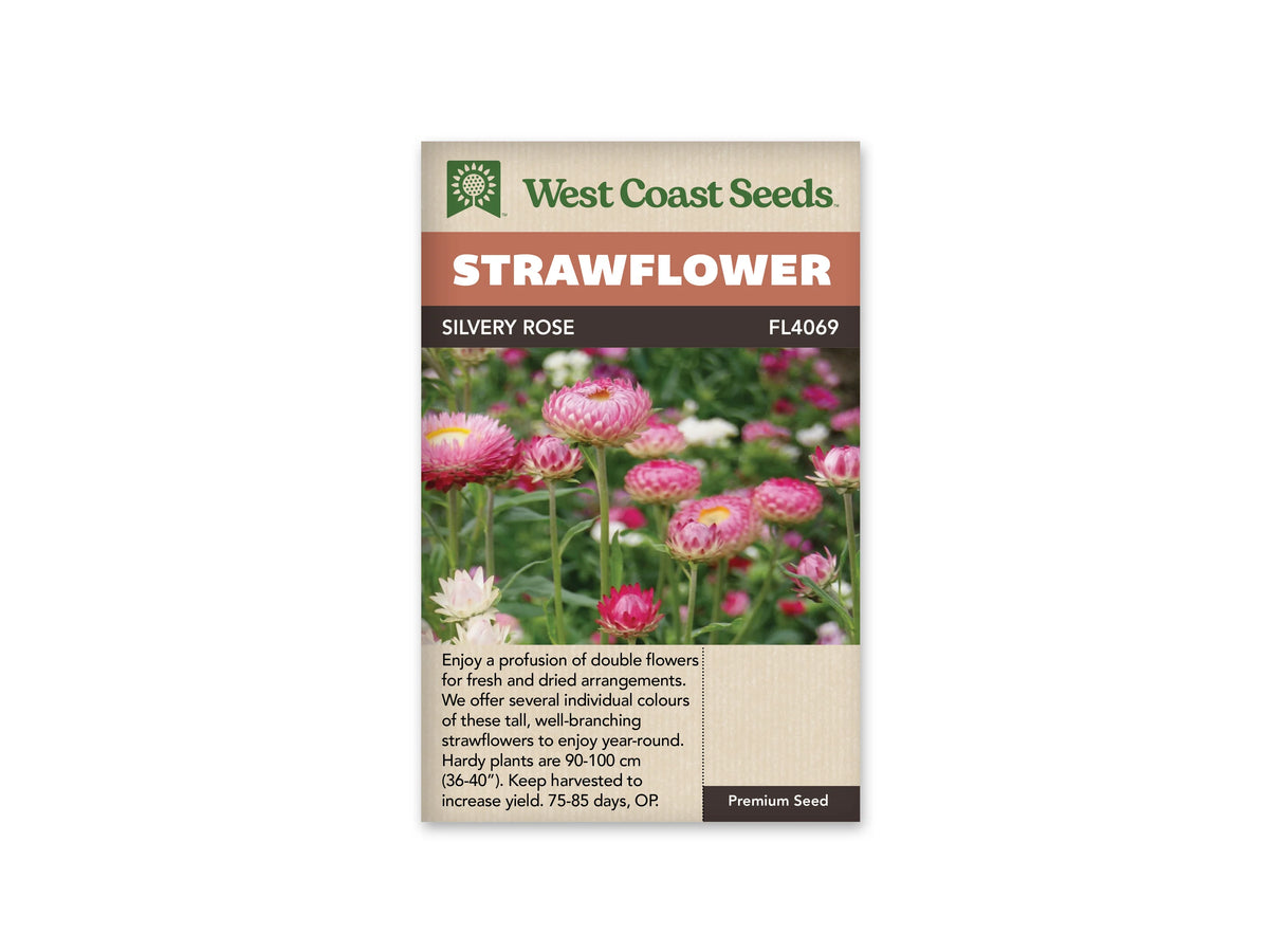 Le sachet West Coast Seeds montre des immortelles blanches et roses portées par des tiges vertes. La fleur centrale, partiellement ouverte, présente des bractées roses à l'extérieur et plus claires vers l'intérieur. D'autres capitules laissent voir un centre jaune. Des feuilles étroites et des tiges apparaissent entre les fleurs. Le bandeau indique Silvery Rose et la référence FL4069.
